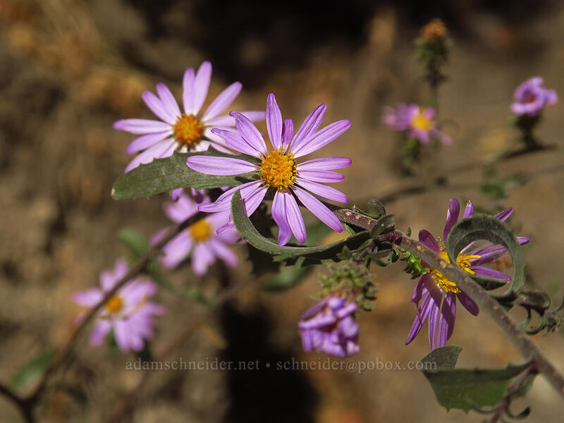 hoary aster (Dieteria canescens (Machaeranthera canescens)) [Little Cottonwood Canyon Road, Uinta-Wasatch-Cache National Forest, Salt Lake County, Utah]