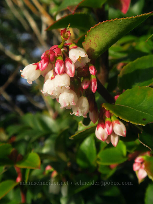 evergreen huckleberry flowers (Vaccinium ovatum) [Beltz Dike, Sitka Sedge State Natural Area, Tillamook County, Oregon]