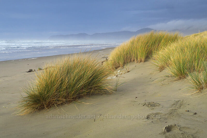 dune grass & Cape Lookout [Sitka Sedge State Natural Area, Tillamook County, Oregon]