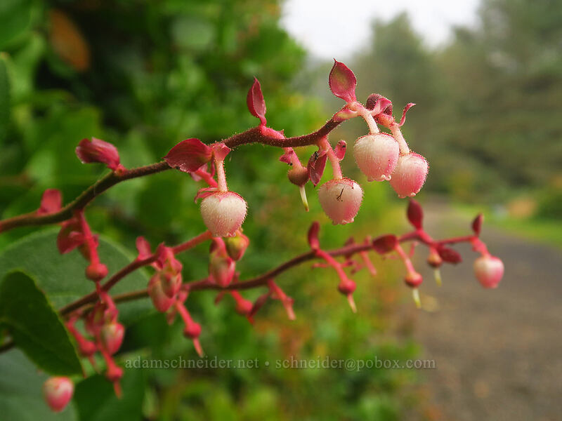 salal flowers (Gaultheria shallon) [Beltz Dike, Sitka Sedge State Natural Area, Tillamook County, Oregon]