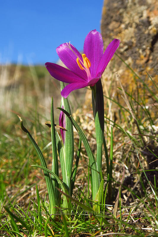 grass widows (Olsynium douglasii) [Little Moab Trail, Gifford Pinchot National Forest, Klickitat County, Washington]