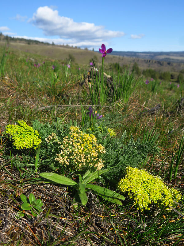 big-seed biscuitroot (Lomatium macrocarpum) [Coyote Wall Trail, Gifford Pinchot National Forest, Klickitat County, Washington]