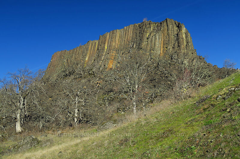 columnar basalt [Labyrinth Trail, Gifford Pinchot National Forest, Klickitat County, Washington]
