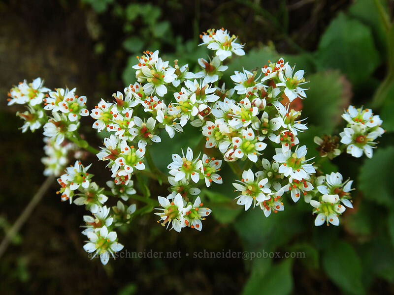 rusty-hair saxifrage (Micranthes rufidula (Saxifraga rufidula)) [Old Ranch Road Trail, Gifford Pinchot National Forest, Klickitat County, Washington]