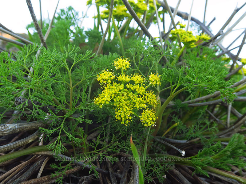 Klickitat desert parsley (Lomatium klickitatense (Lomatium grayi)) [Old Ranch Road Trail, Gifford Pinchot National Forest, Klickitat County, Washington]