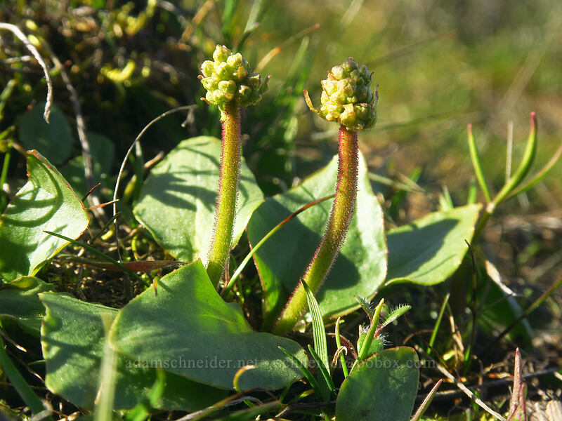saxifrage, budding (Micranthes sp. (Saxifraga sp.)) [Chatfield Hill, Wasco County, Oregon]
