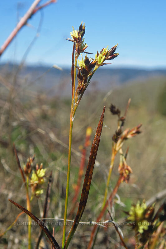 long-anthered wood-rush (Luzula macrantha) [Chatfield Hill, Wasco County, Oregon]