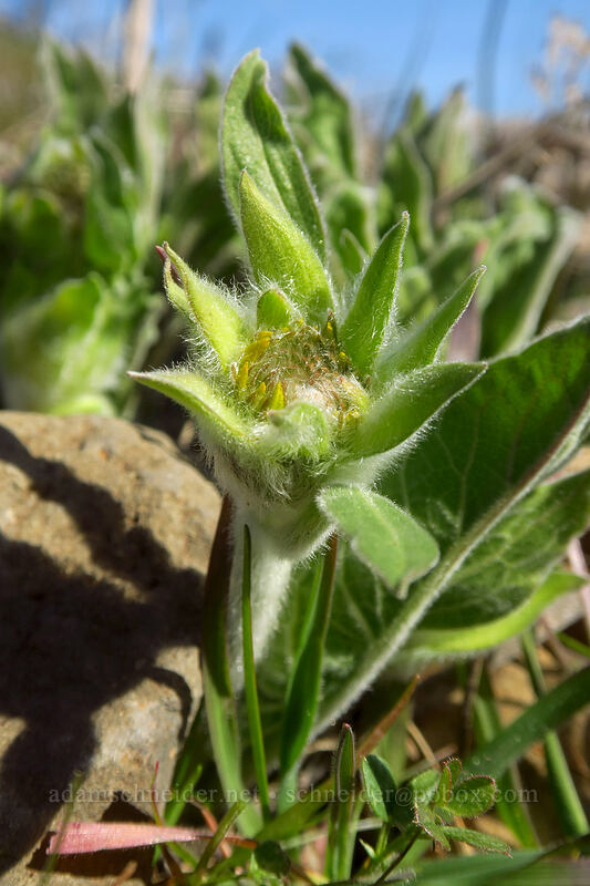 balsamroot shoots (Balsamorhiza sp.) [Chatfield Hill, Wasco County, Oregon]