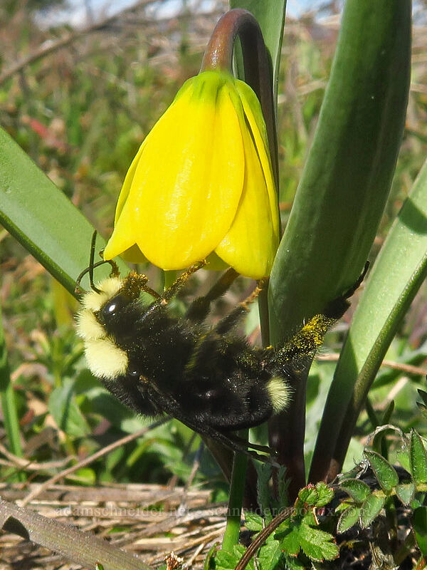 yellow-faced bumblebee & yellow bells (Bombus vosnesenskii, Fritillaria pudica) [Marsh Hill, Wasco County, Oregon]