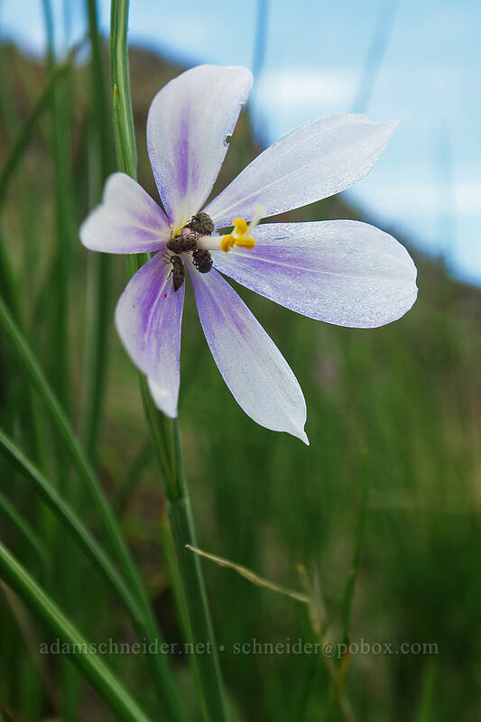 white grass widow (Olsynium douglasii, Listrus sp.) [Horsethief Butte, Columbia Hills State Park, Klickitat County, Washington]