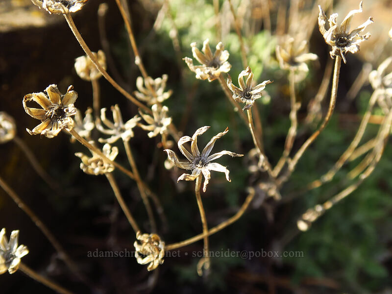 last year's Oregon sunshine (Eriophyllum lanatum) [Lyle Convict Road, Klickitat County, Washington]