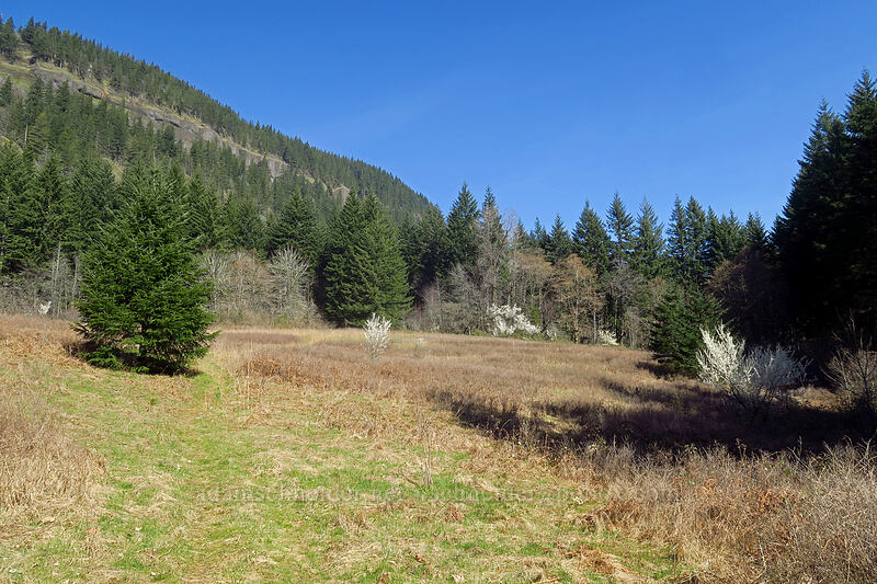 Archer Mountain & feral fruit trees [Archer Mountain, Gifford Pinchot National Forest, Skamania County, Washington]