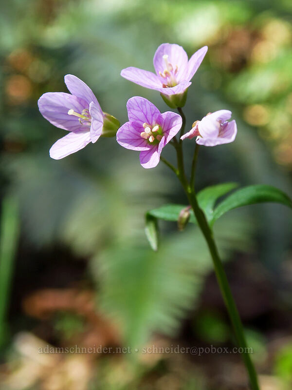oaks toothwort (Cardamine nuttallii) [Archer Mountain, Gifford Pinchot National Forest, Skamania County, Washington]