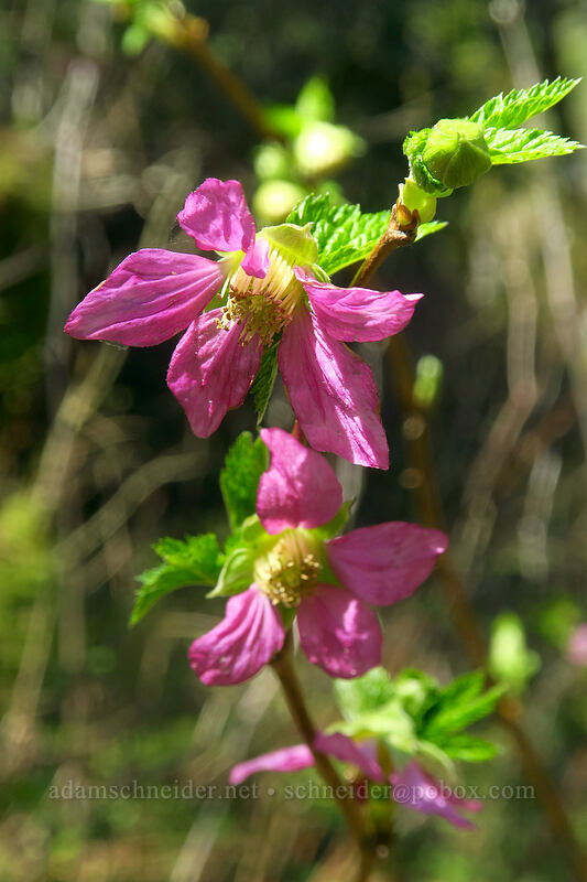 salmonberry flowers (Rubus spectabilis) [Archer Mountain, Gifford Pinchot National Forest, Skamania County, Washington]