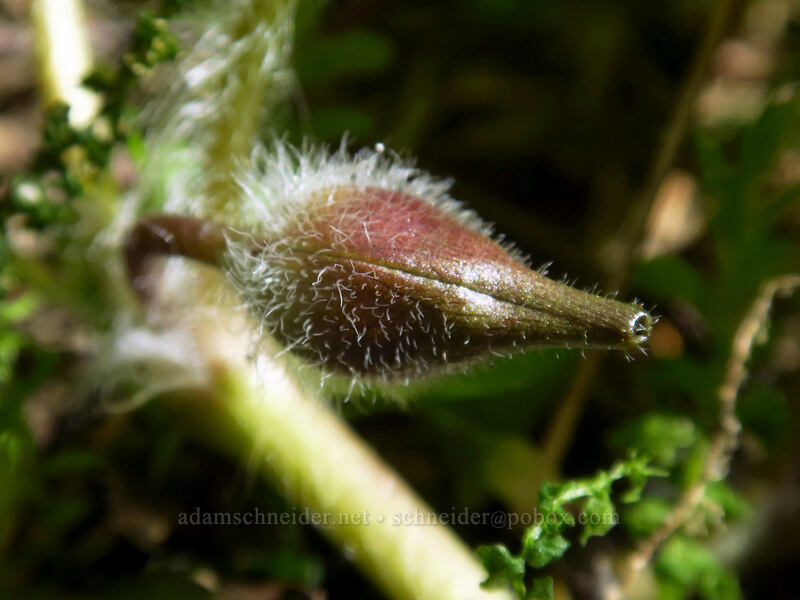 wild ginger, budding (Asarum caudatum) [Archer Mountain, Gifford Pinchot National Forest, Skamania County, Washington]