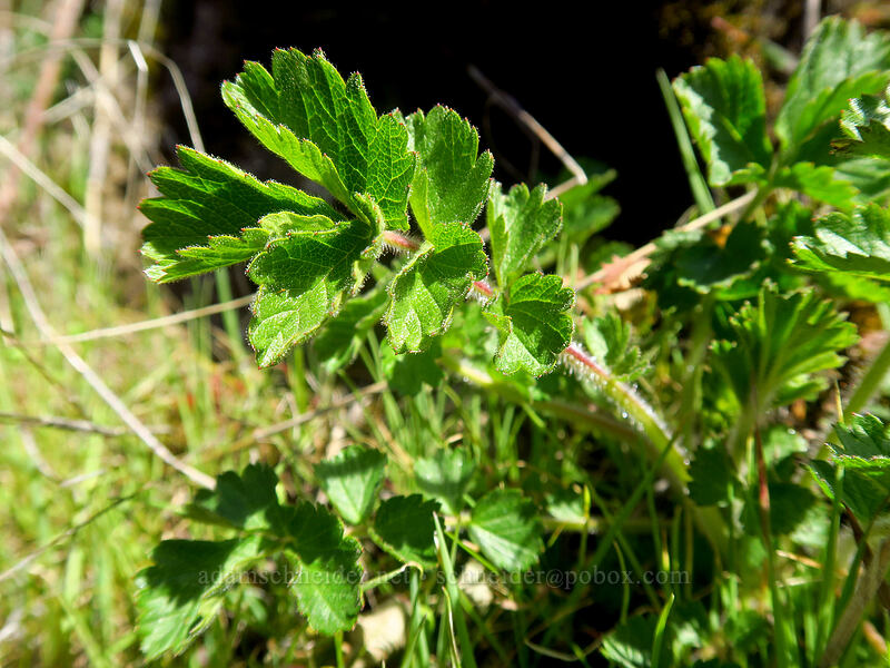 sticky cinquefoil leaves (Drymocallis sp. (Potentilla glandulosa)) [Archer Mountain, Gifford Pinchot National Forest, Skamania County, Washington]