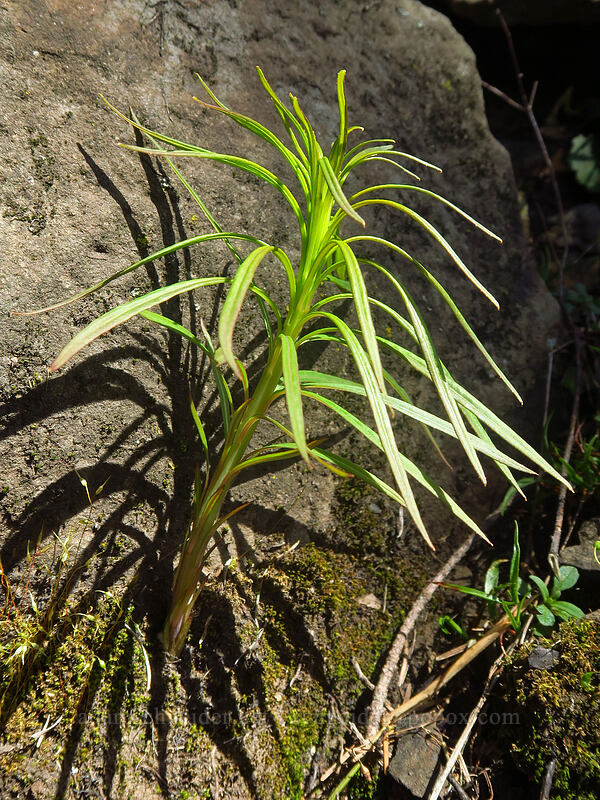 fireweed shoot (Chamerion angustifolium (Chamaenerion angustifolium) (Epilobium angustifolium)) [Archer Mountain, Gifford Pinchot National Forest, Skamania County, Washington]