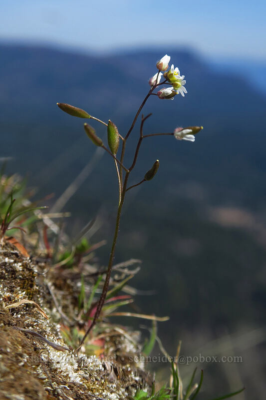 spring draba (Draba verna) [Archer Mountain, Gifford Pinchot National Forest, Skamania County, Washington]