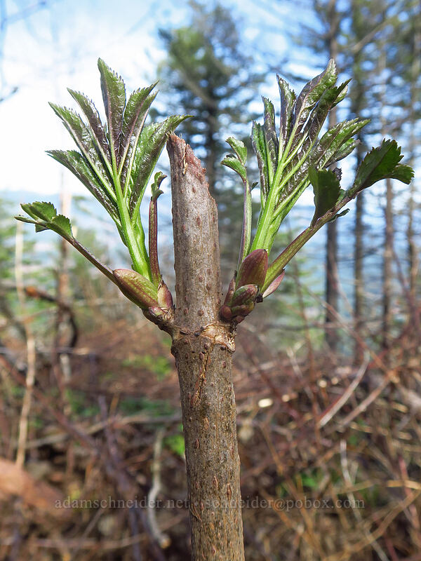 elderberry leaves (Sambucus sp.) [Archer Mountain, Gifford Pinchot National Forest, Skamania County, Washington]