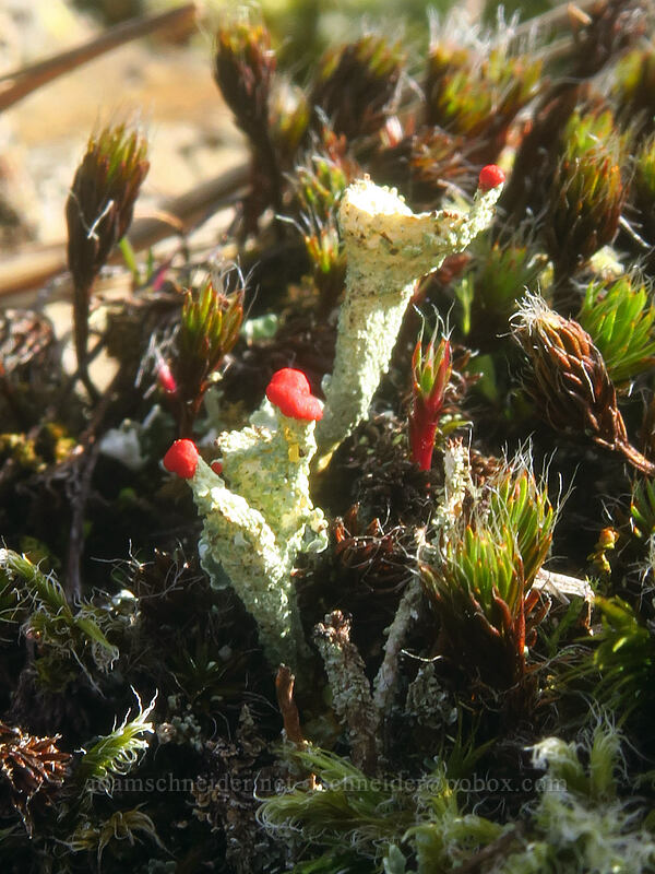 cup lichen & bristly hair-cap moss (Cladonia sp., Polytrichum piliferum) [Archer Mountain, Gifford Pinchot National Forest, Skamania County, Washington]