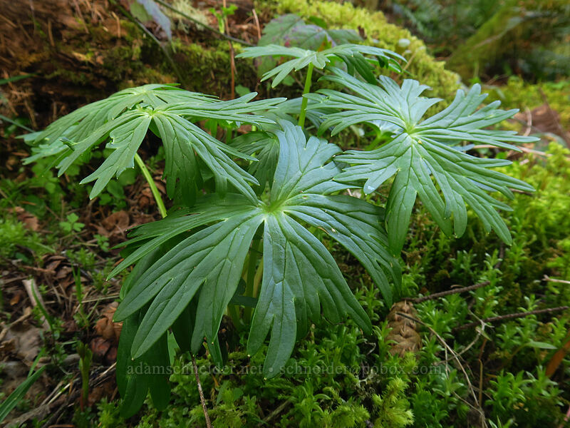Columbian larkspur leaves (Delphinium trolliifolium) [Archer Mountain, Gifford Pinchot National Forest, Skamania County, Washington]