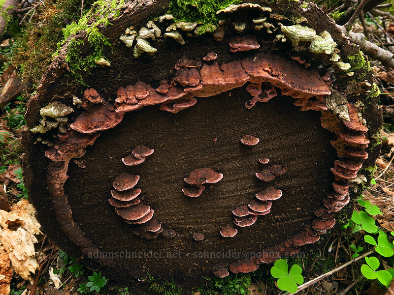 circles of bracket fungus [Nellie Corser Wildlife Area, Skamania County, Washington]