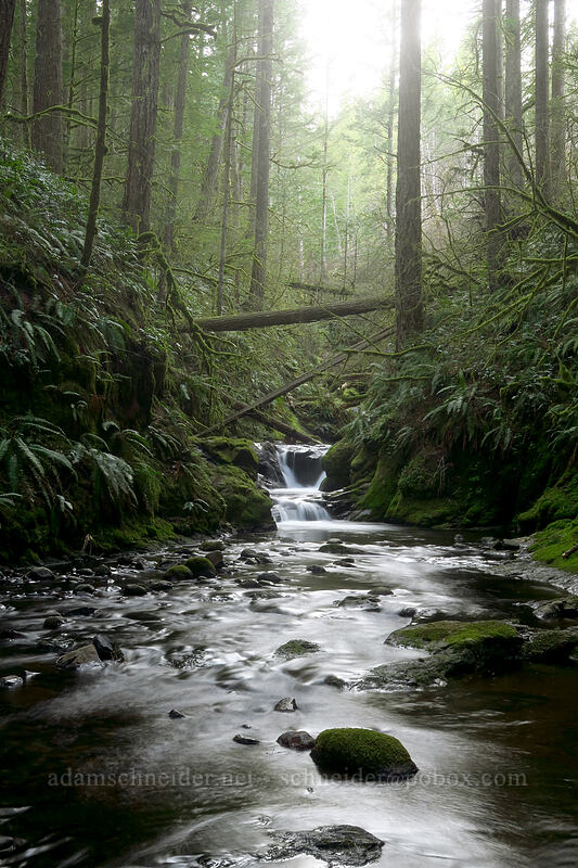 Duncan Creek [Nellie Corser Wildlife Area, Skamania County, Washington]
