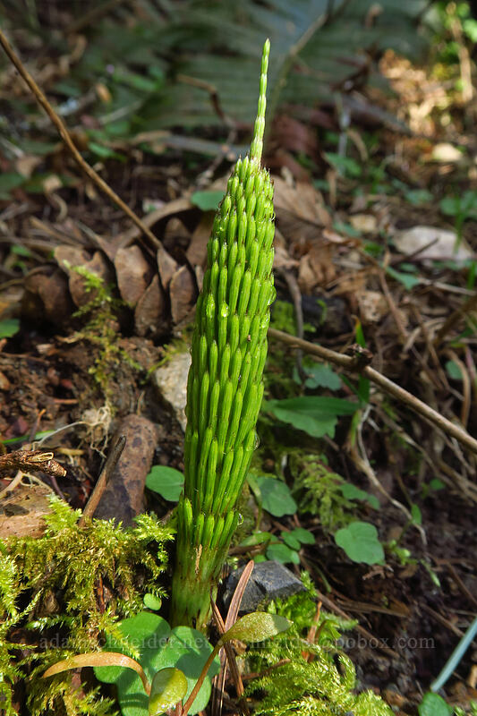 horsetail shoot (Equisetum sp.) [Hamilton Mountain Trail, Beacon Rock State Park, Skamania County, Washington]