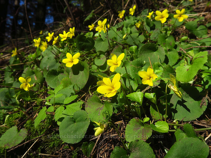 evergreen violets (Viola sempervirens) [Hamilton Mountain Trail, Beacon Rock State Park, Skamania County, Washington]
