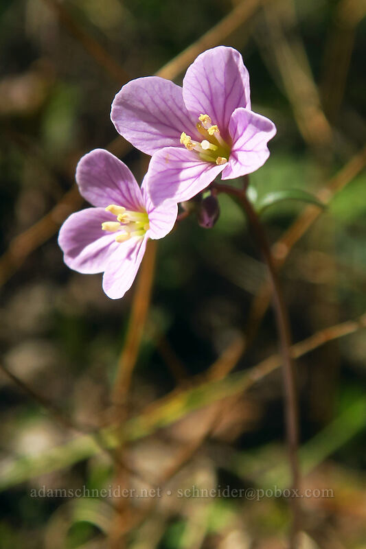 oaks toothwort (Cardamine nuttallii) [Hamilton Mountain Trail, Beacon Rock State Park, Skamania County, Washington]