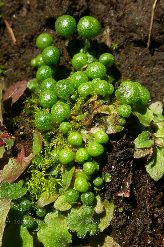 thin starwort (Asterella gracilis (Mannia gracilis)) [Hamilton Mountain Trail, Beacon Rock State Park, Skamania County, Washington]