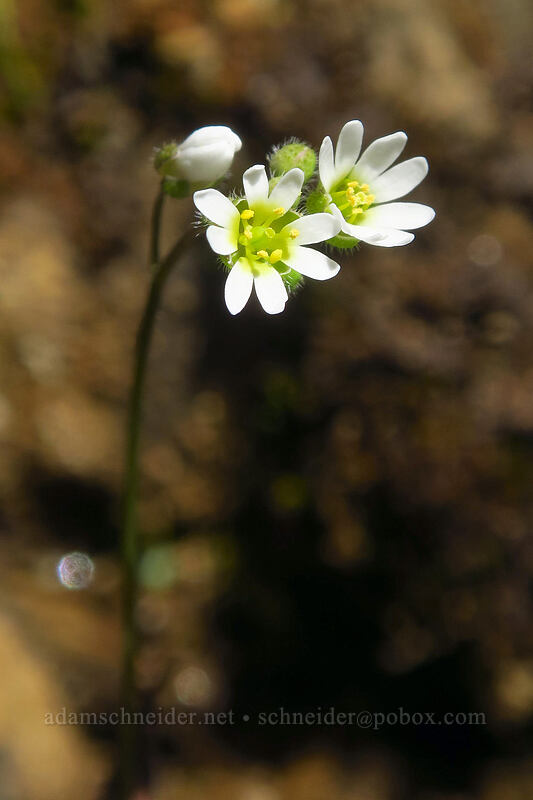 spring draba (Draba verna) [Hamilton Mountain Trail, Beacon Rock State Park, Skamania County, Washington]