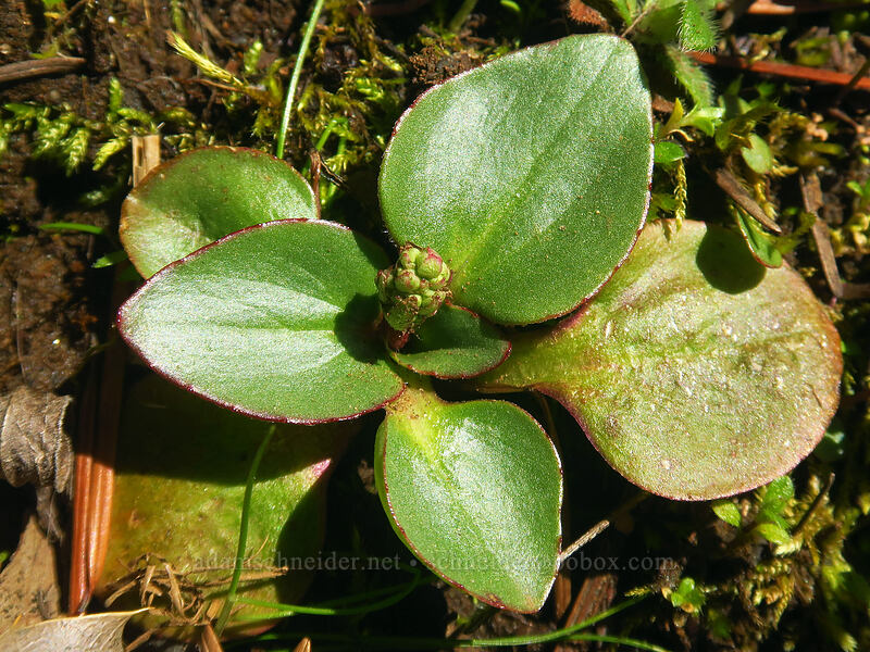 saxifrage, budding (Micranthes sp. (Saxifraga sp.)) [Hamilton Mountain Trail, Beacon Rock State Park, Skamania County, Washington]