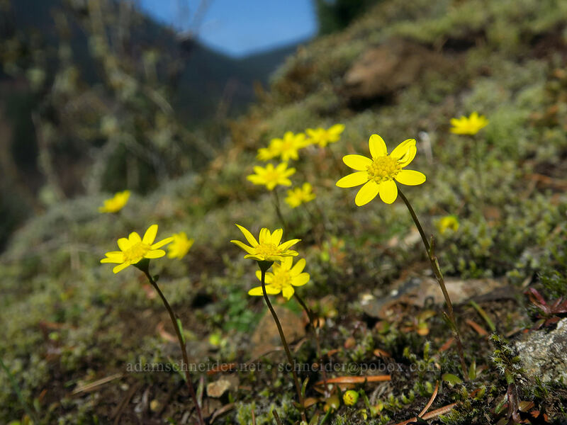 gold stars (Crocidium multicaule) [Hamilton Mountain Trail, Beacon Rock State Park, Skamania County, Washington]
