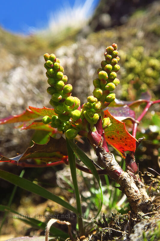 shining Oregon-grape, budding (Mahonia aquifolium (Berberis aquifolium)) [Hamilton Mountain Trail, Beacon Rock State Park, Skamania County, Washington]