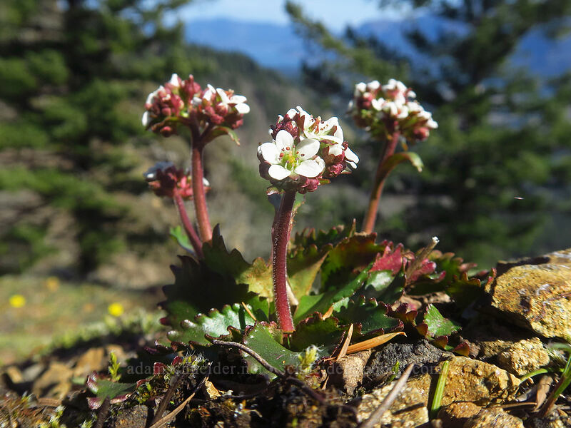 rusty-hair saxifrage (Micranthes rufidula (Saxifraga occidentalis ssp. rufidula)) [Little Hamilton Mountain, Beacon Rock State Park, Skamania County, Washington]