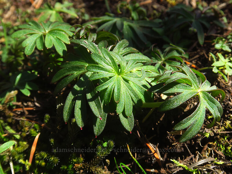 larkspur leaves (Delphinium sp.) [Hamilton Mountain Trail, Beacon Rock State Park, Skamania County, Washington]