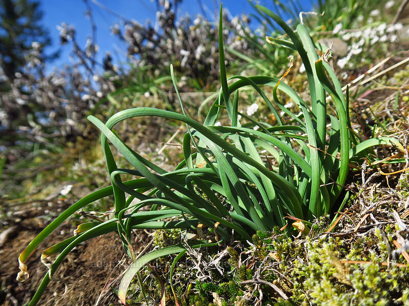 onion leaves (Allium sp.) [Hamilton Mountain Trail, Beacon Rock State Park, Skamania County, Washington]