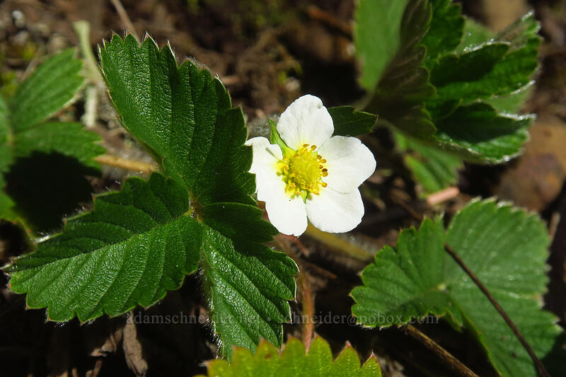 wild strawberry flower (Fragaria vesca) [Hamilton Mountain Trail, Beacon Rock State Park, Skamania County, Washington]