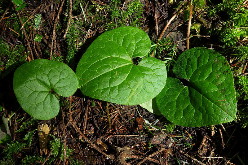 wild ginger leaves (Asarum caudatum) [Don's Cutoff Trail, Beacon Rock State Park, Skamania County, Washington]