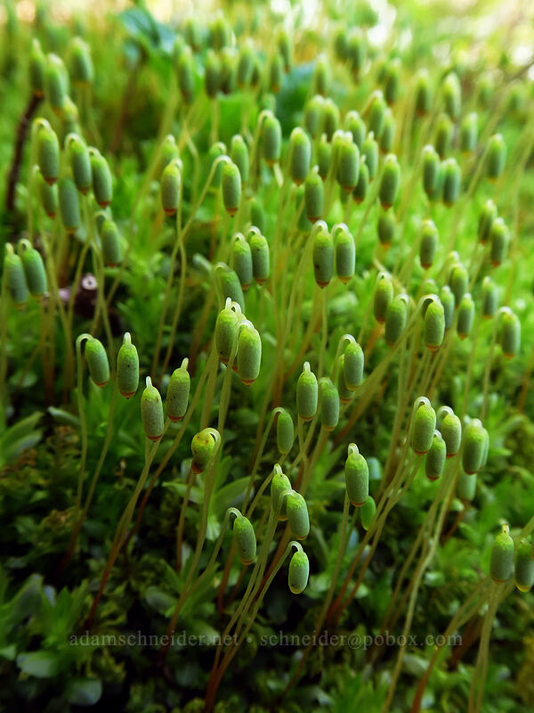 greater tooth moss (Plagiomnium medium) [Hardy Creek Trail, Beacon Rock State Park, Skamania County, Washington]