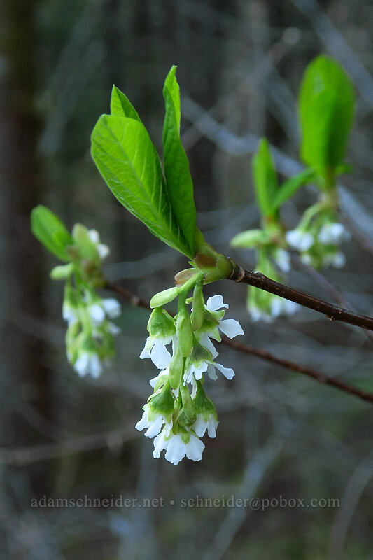 osoberry (Indian plum) (Oemleria cerasiformis) [Hamilton Mountain Trail, Beacon Rock State Park, Skamania County, Washington]