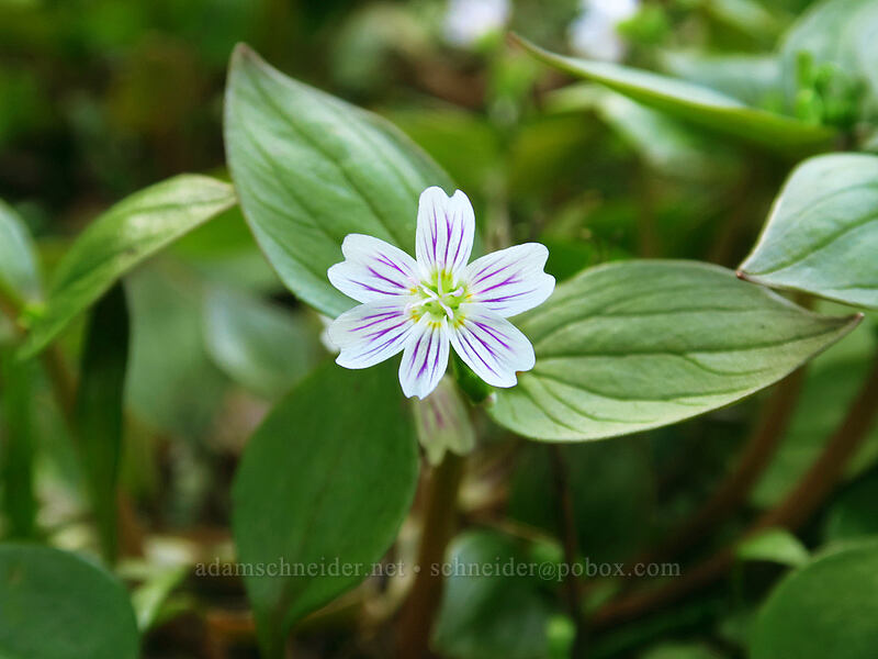 candy flower (with 6 petals) (Claytonia sibirica (Montia sibirica)) [Hamilton Mountain Trailhead, Beacon Rock State Park, Skamania County, Washington]