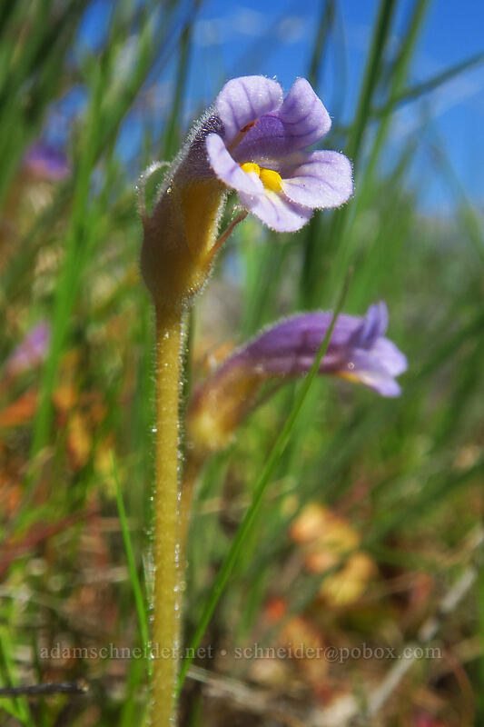 naked broomrape (Aphyllon purpureum (Orobanche uniflora)) [White River Wildlife Area, Wasco County, Oregon]