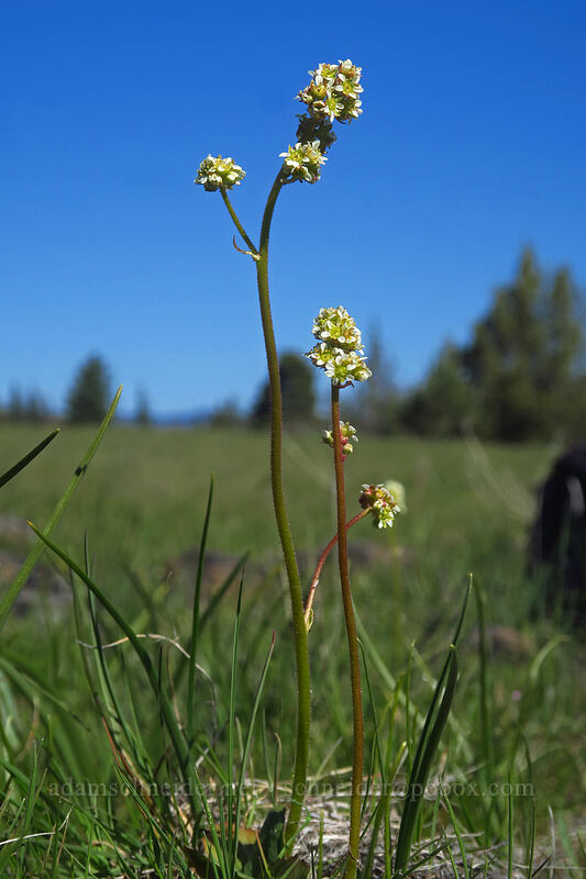 whole-leaf saxifrage (Micranthes integrifolia (Saxifraga integrifolia)) [White River Wildlife Area, Wasco County, Oregon]