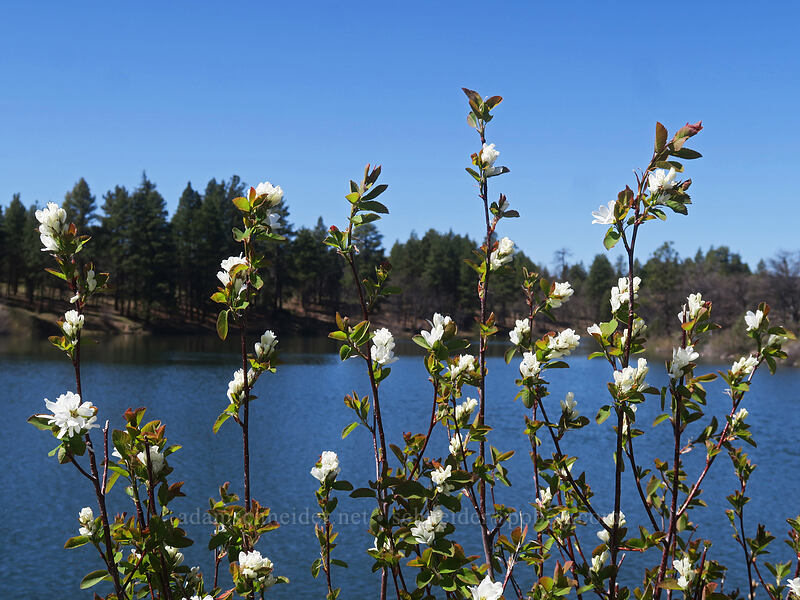 serviceberry flowers (Amelanchier alnifolia) [Smock Reservoir, White River Wildlife Area, Wasco County, Oregon]