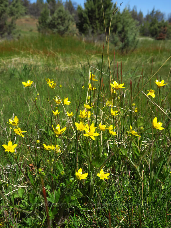 western buttercups (Ranunculus occidentalis) [Smock Prairie, White River Wildlife Area, Wasco County, Oregon]