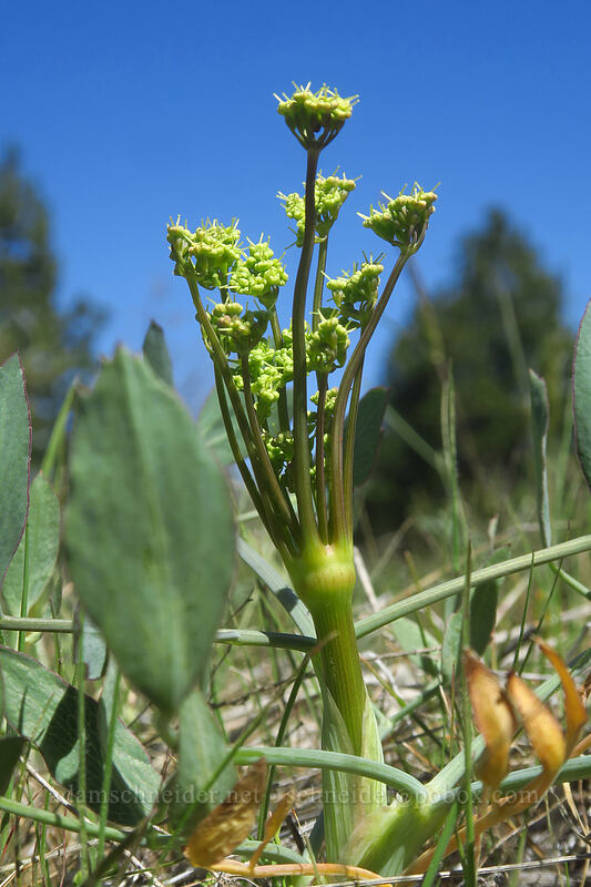 bare-stem desert parsley, budding (Lomatium nudicaule) [Smock Prairie, White River Wildlife Area, Wasco County, Oregon]