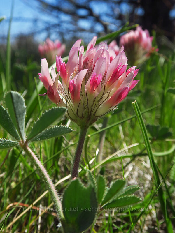 big-head clover (Trifolium macrocephalum) [Smock Prairie, White River Wildlife Area, Wasco County, Oregon]