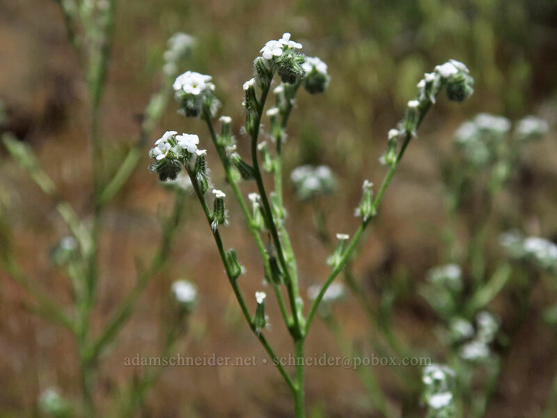 weak-stem cryptantha (Cryptantha flaccida) [Deschutes River Access Road, Sherman County, Oregon]